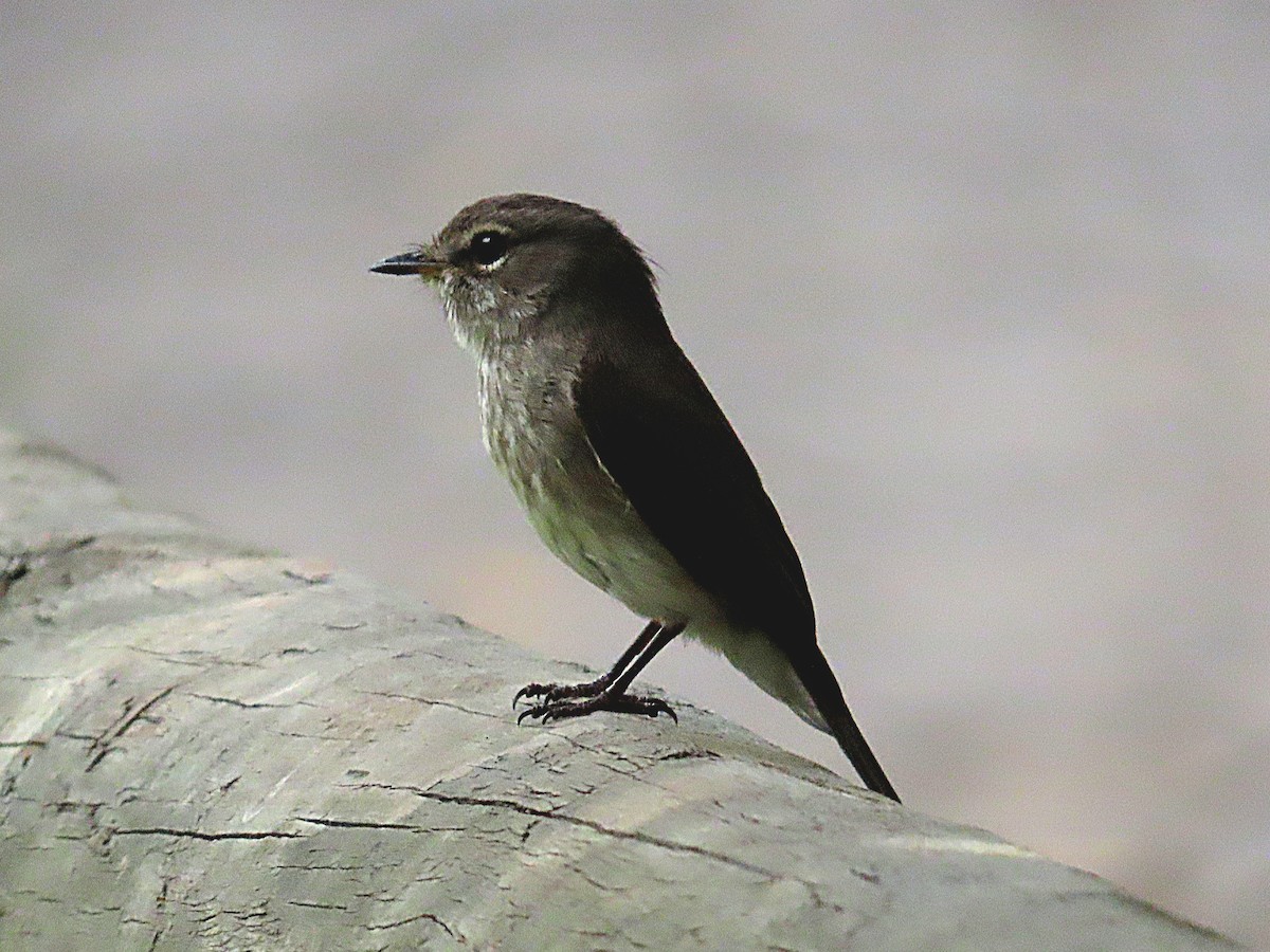 African Dusky Flycatcher - ML647020387