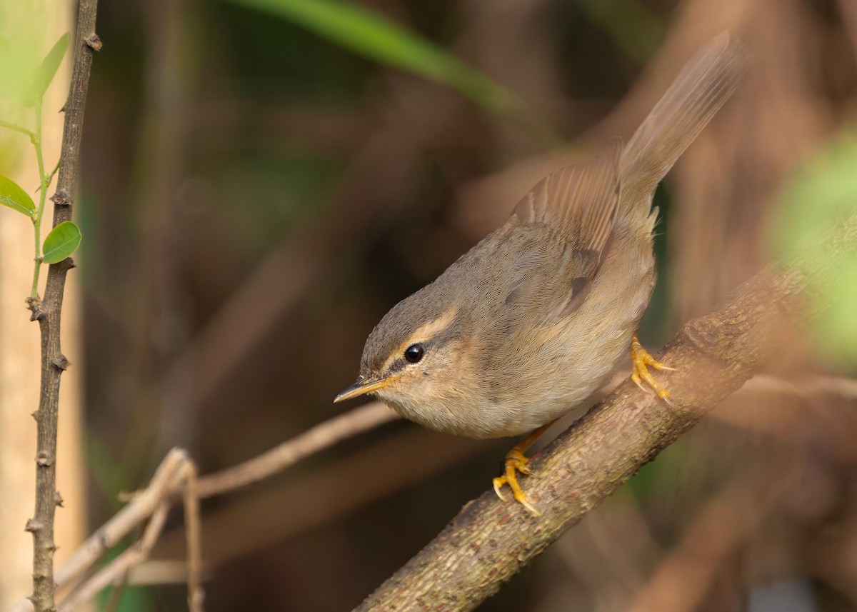 עלווית כהה - ML647020399