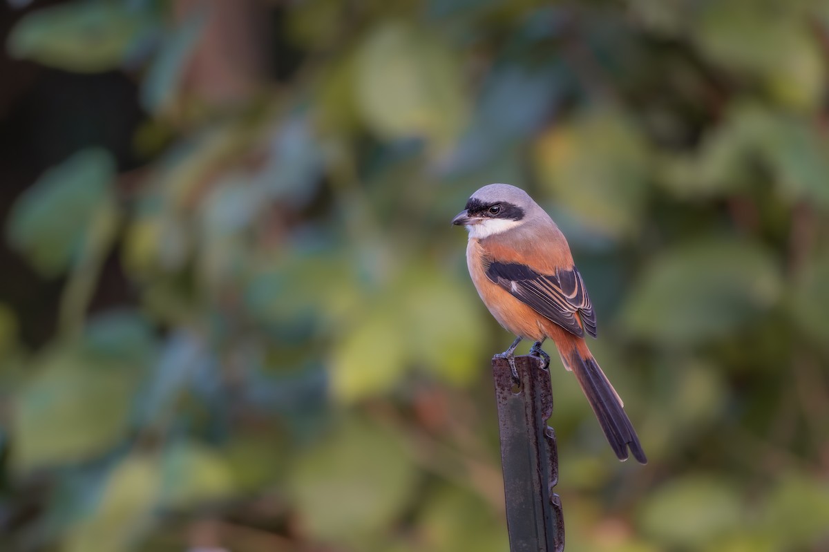 Long-tailed Shrike - ML647020400