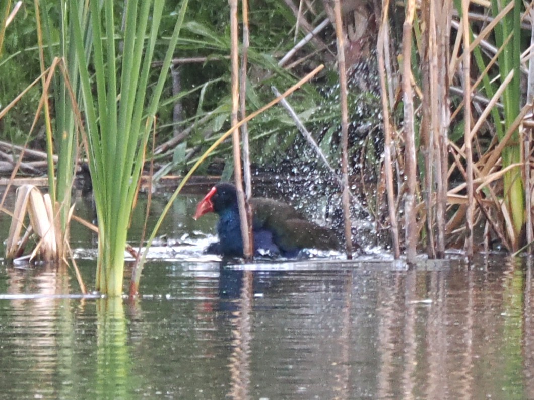 African Swamphen - ML647020406