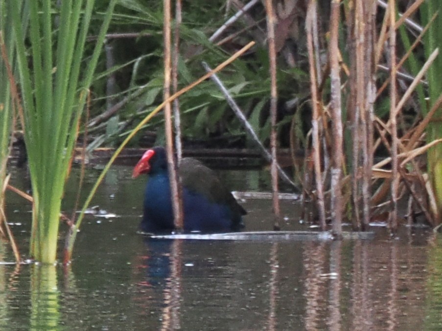 African Swamphen - ML647020407