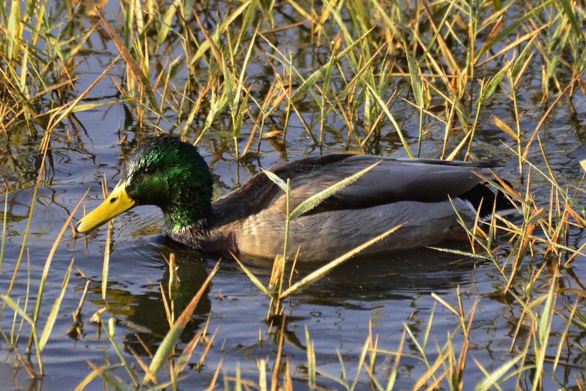 Mallard - ML647020415