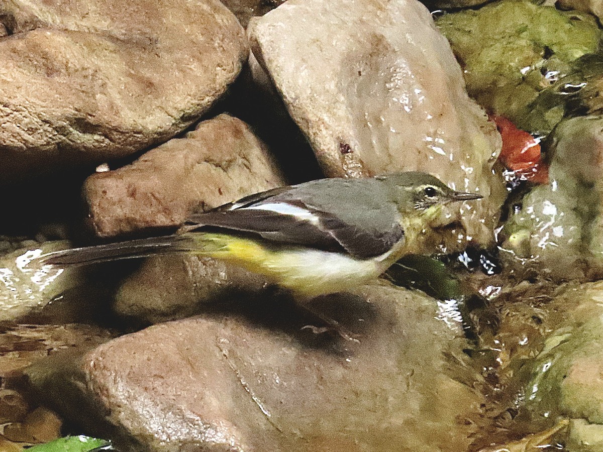 灰鶺鴒 - ML647020416