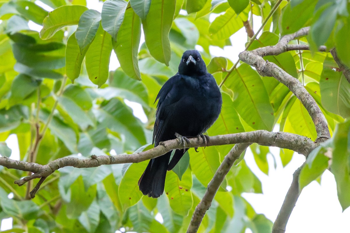 Rotachsel-Kuhstärling - ML647020417