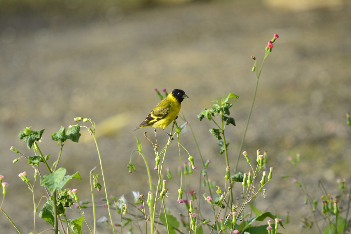 Hooded Siskin - ML647020425