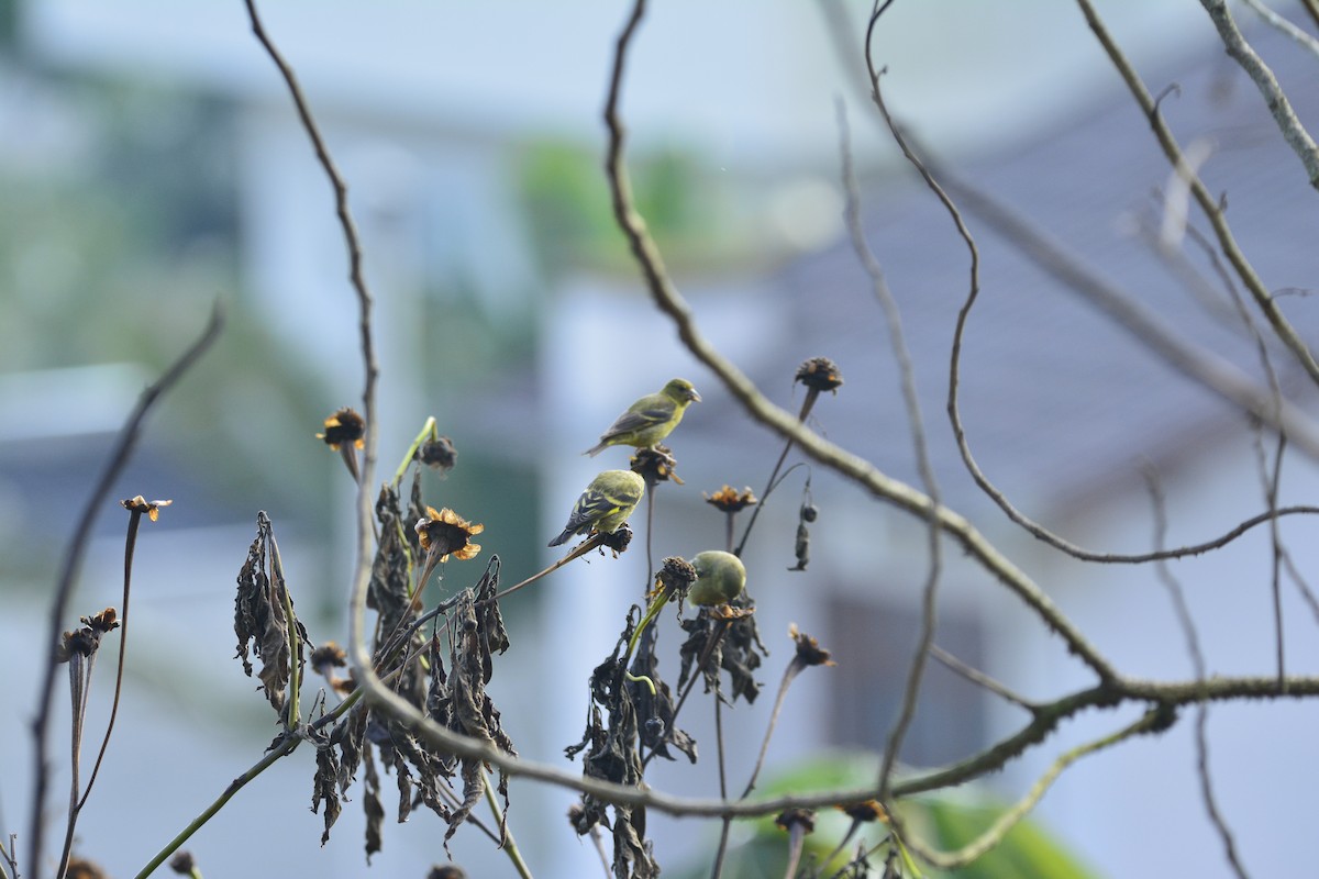 Hooded Siskin - ML647020426