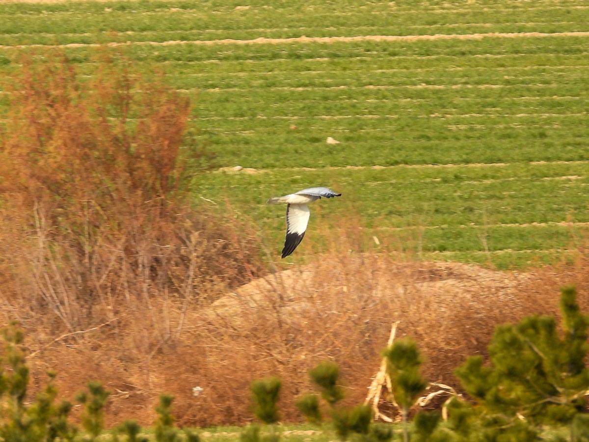 灰澤鵟 - ML647020435