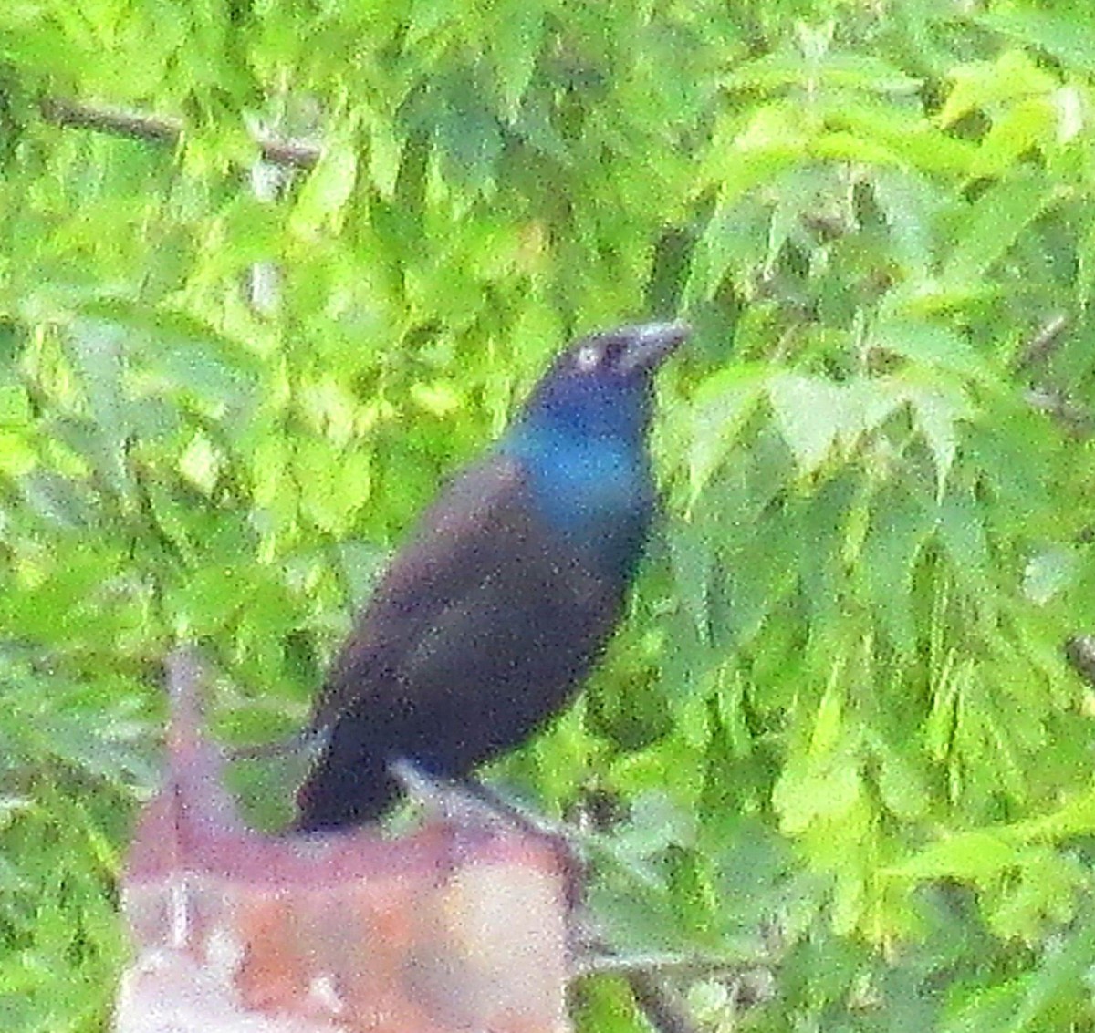 Purpurgrackel - ML647020436