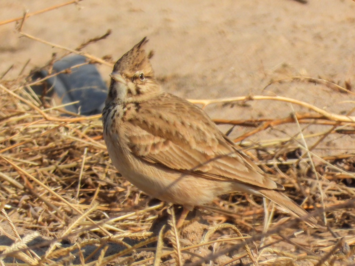 Crested Lark - ML647020440