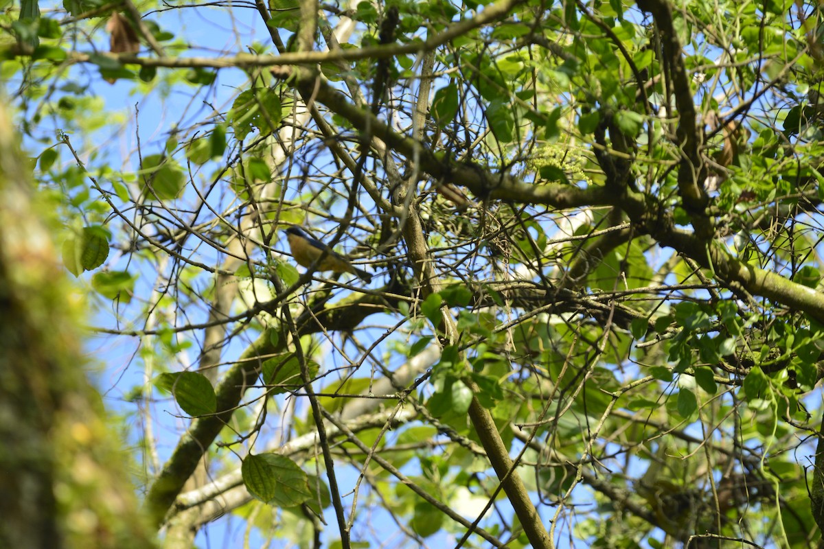 Fawn-breasted Tanager - ML647020446