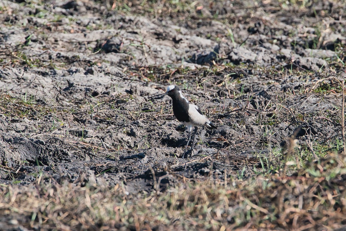 Blacksmith Lapwing - ML647020448