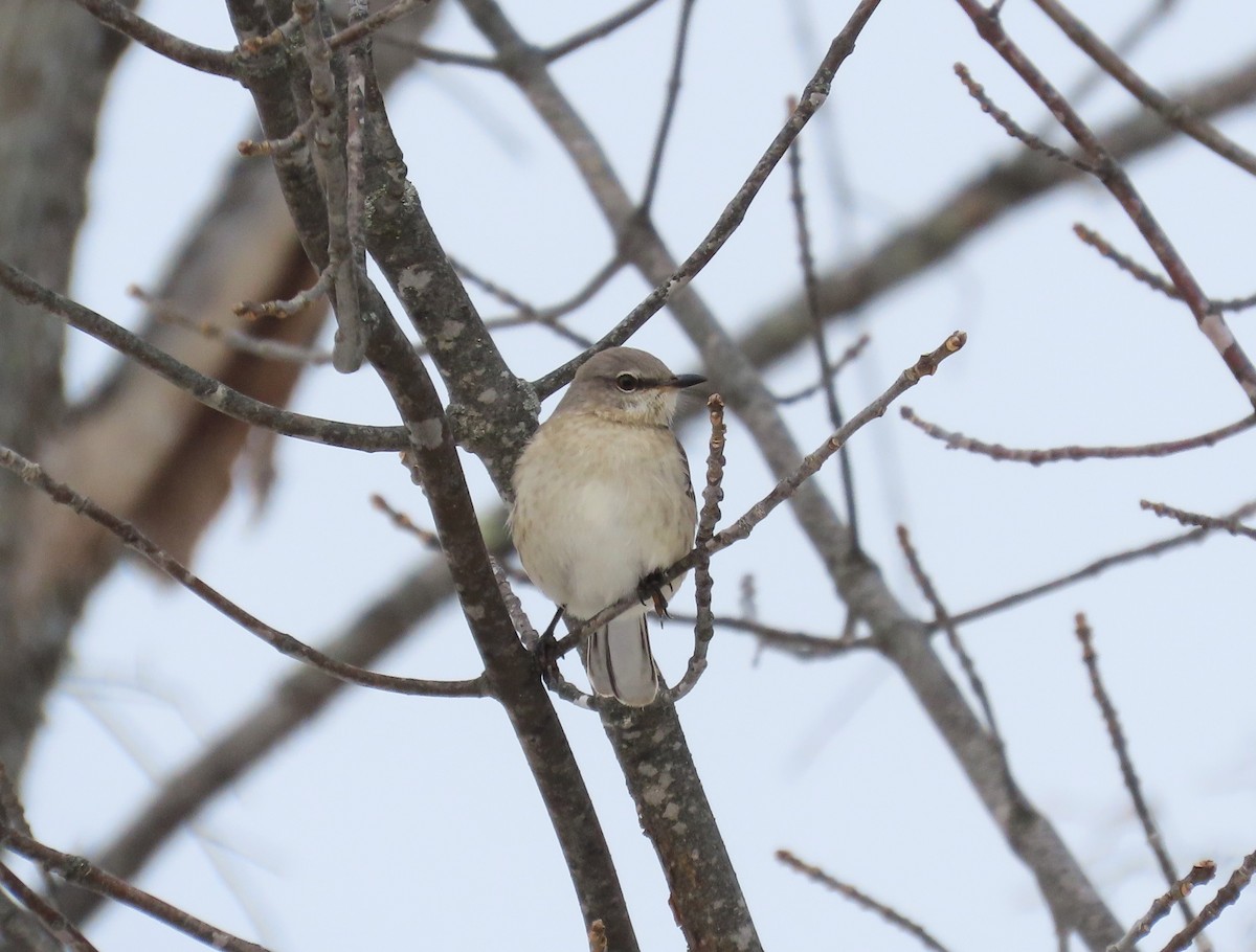 Sinsonte Norteño - ML647020452