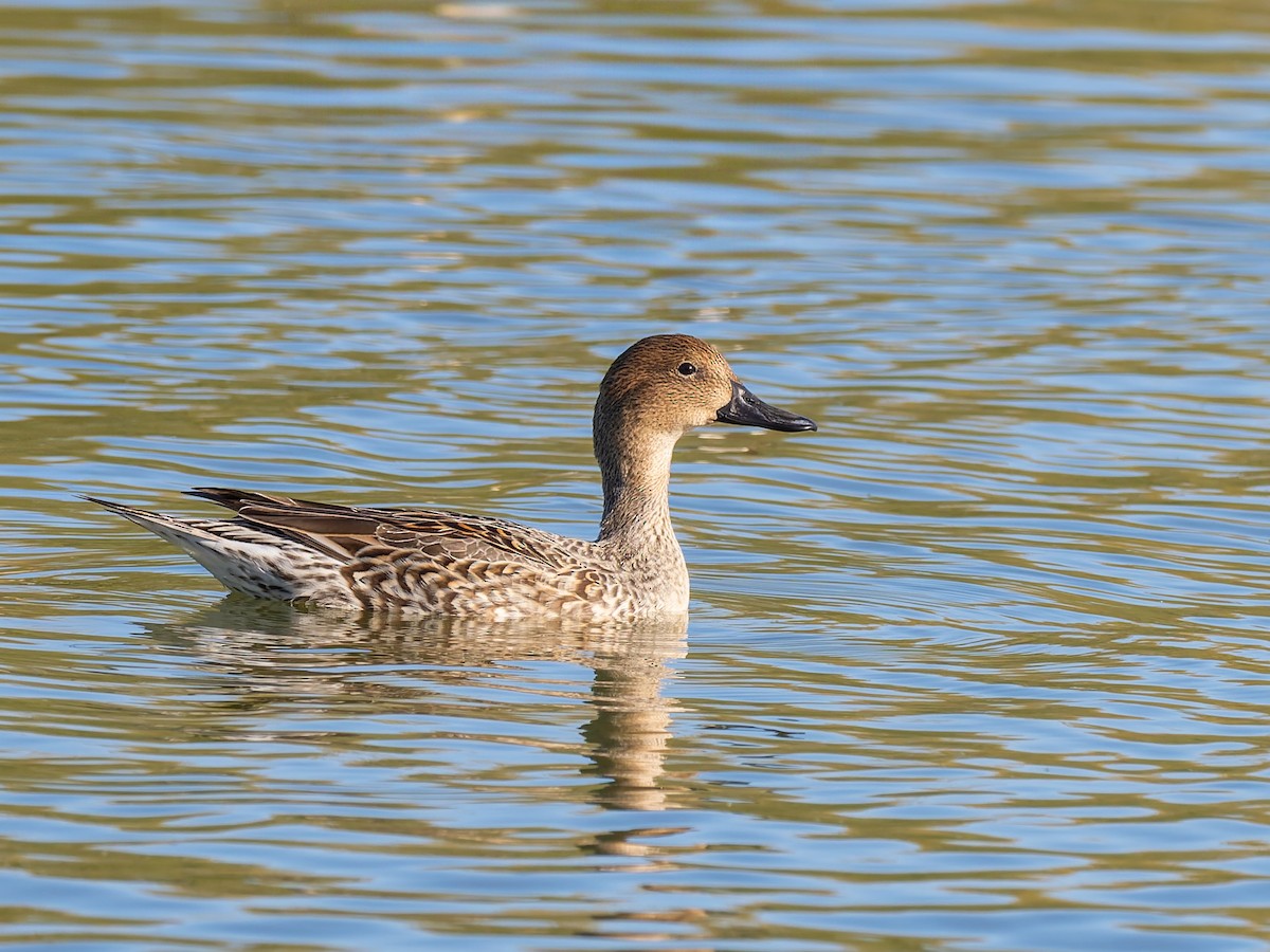 Northern Pintail - ML647020453
