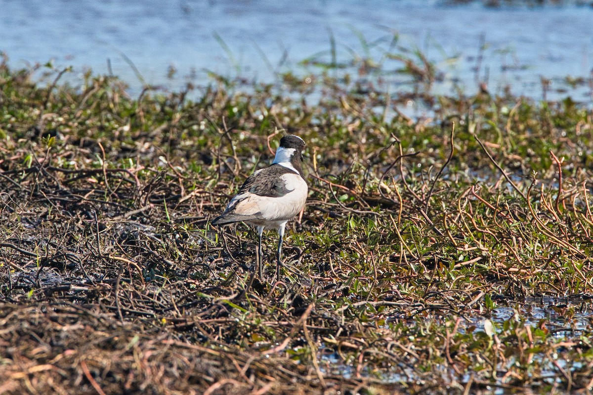 Blacksmith Lapwing - ML647020457