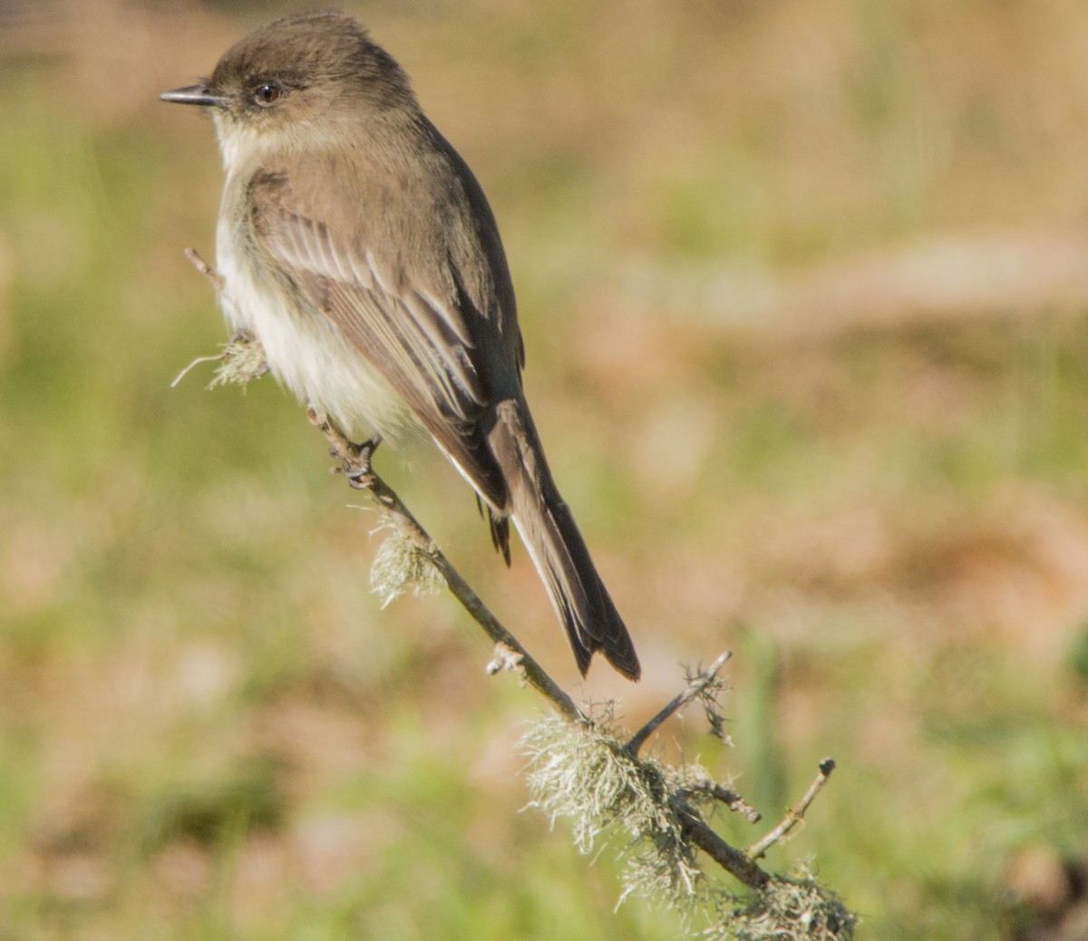 Mosquero Fibí - ML647020458