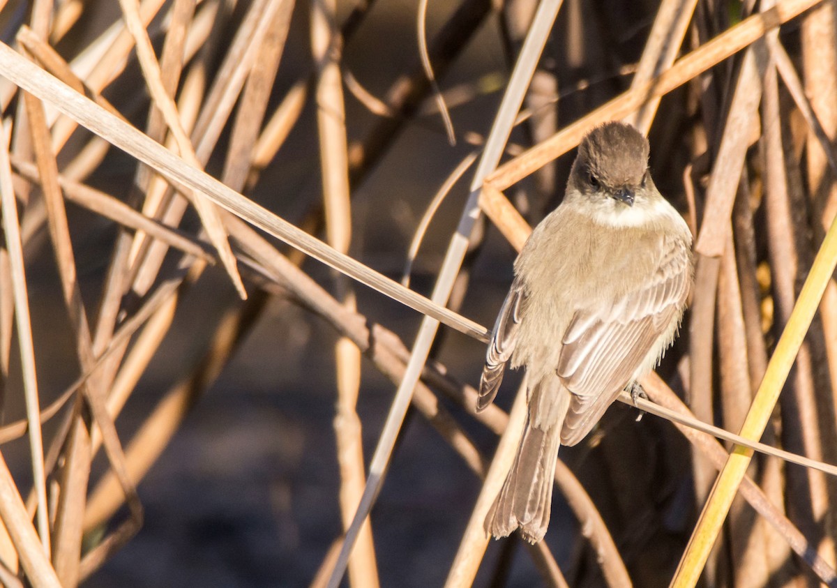 Mosquero Fibí - ML647020459