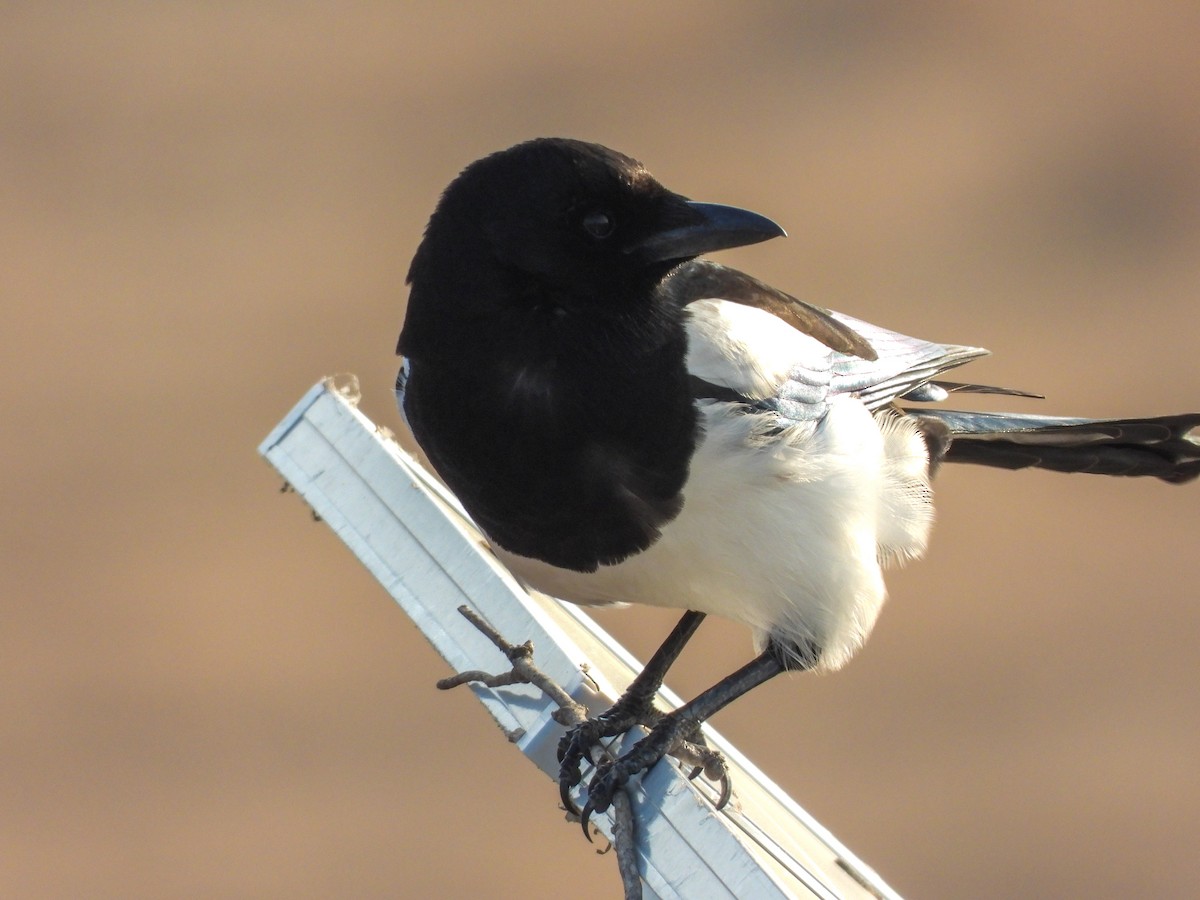 Orientelster - ML647020460