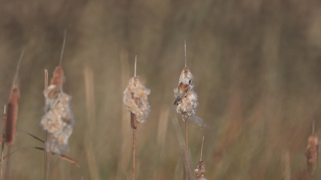 Eurasian Penduline-Tit - ML647020465