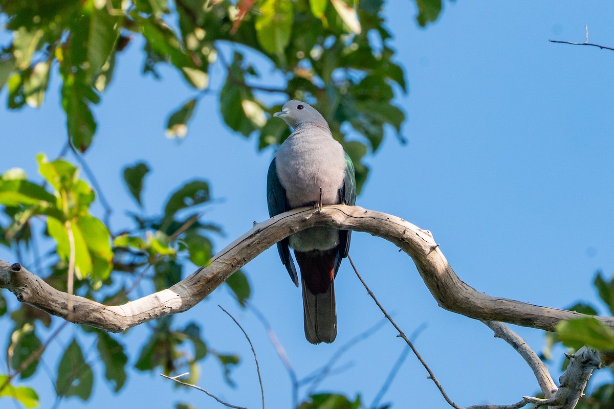 bronsekeiserdue - ML647020468