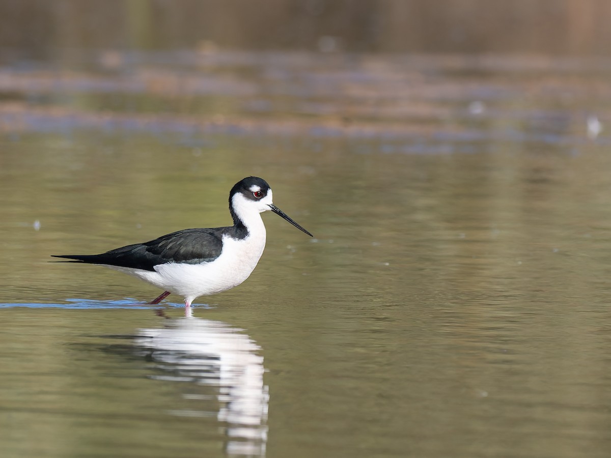 Black-necked Stilt - ML647020471