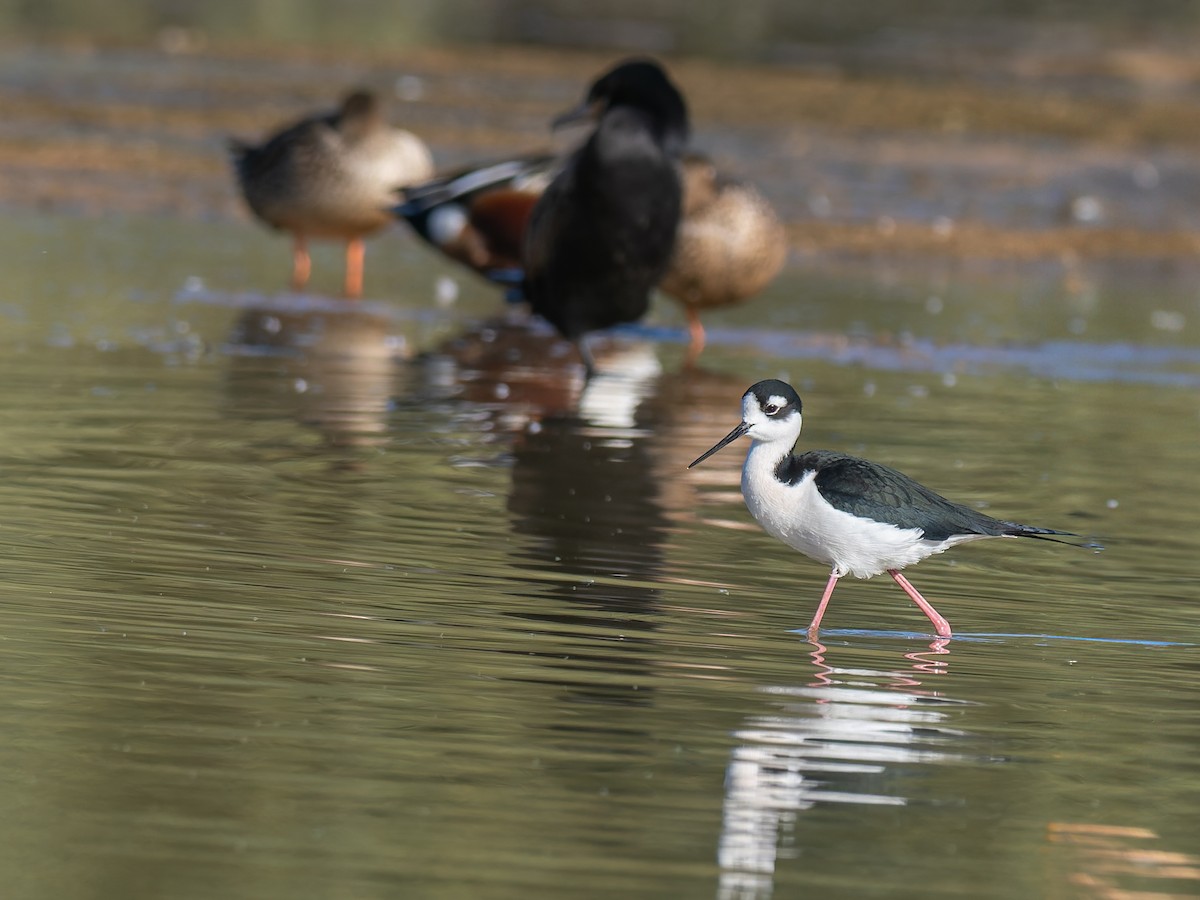 Black-necked Stilt - ML647020472