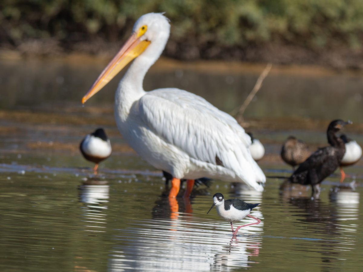 Black-necked Stilt - ML647020473