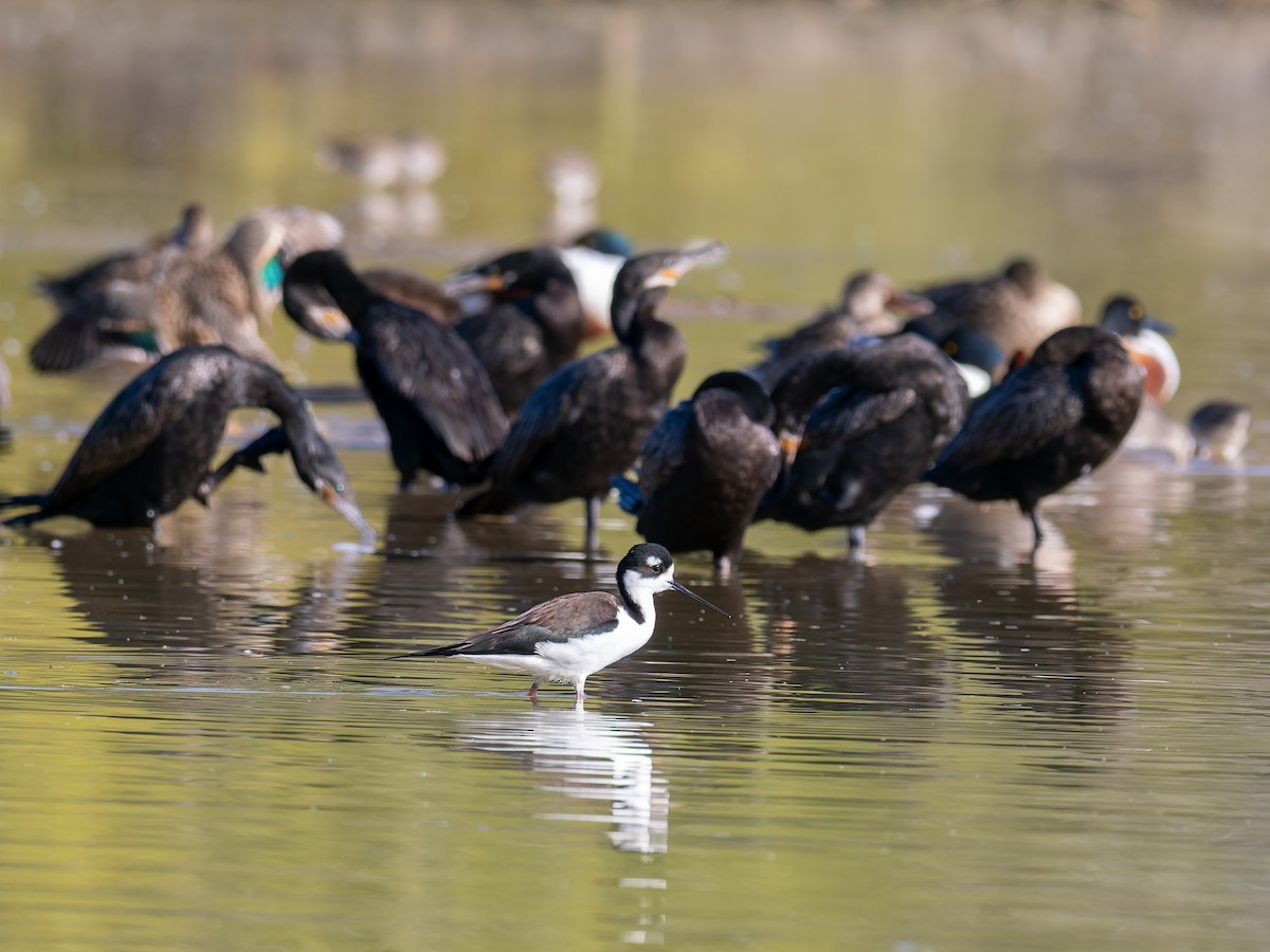 Black-necked Stilt - ML647020474