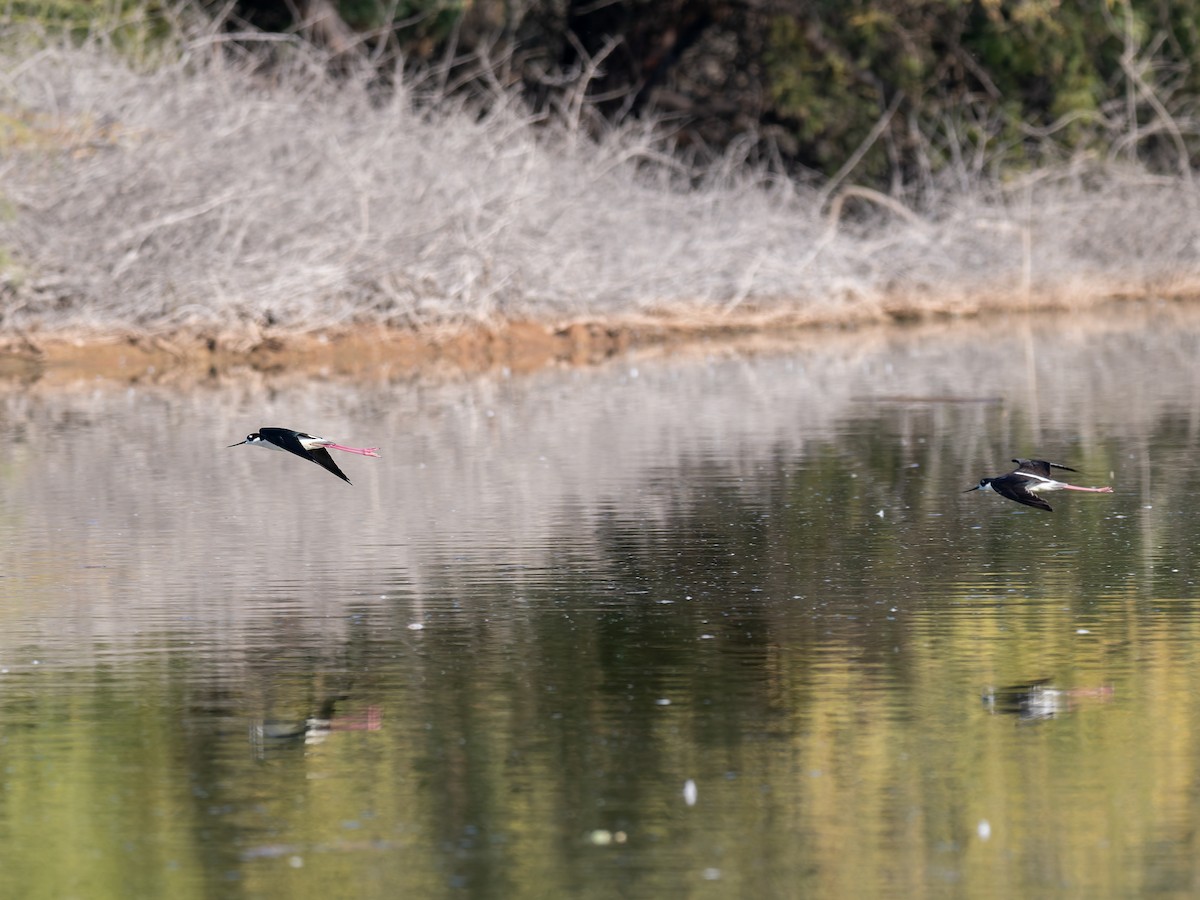 Black-necked Stilt - ML647020475