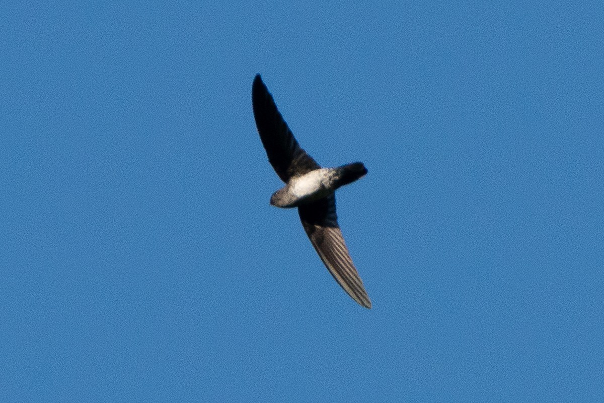 Plume-toed Swiftlet - ML647020481