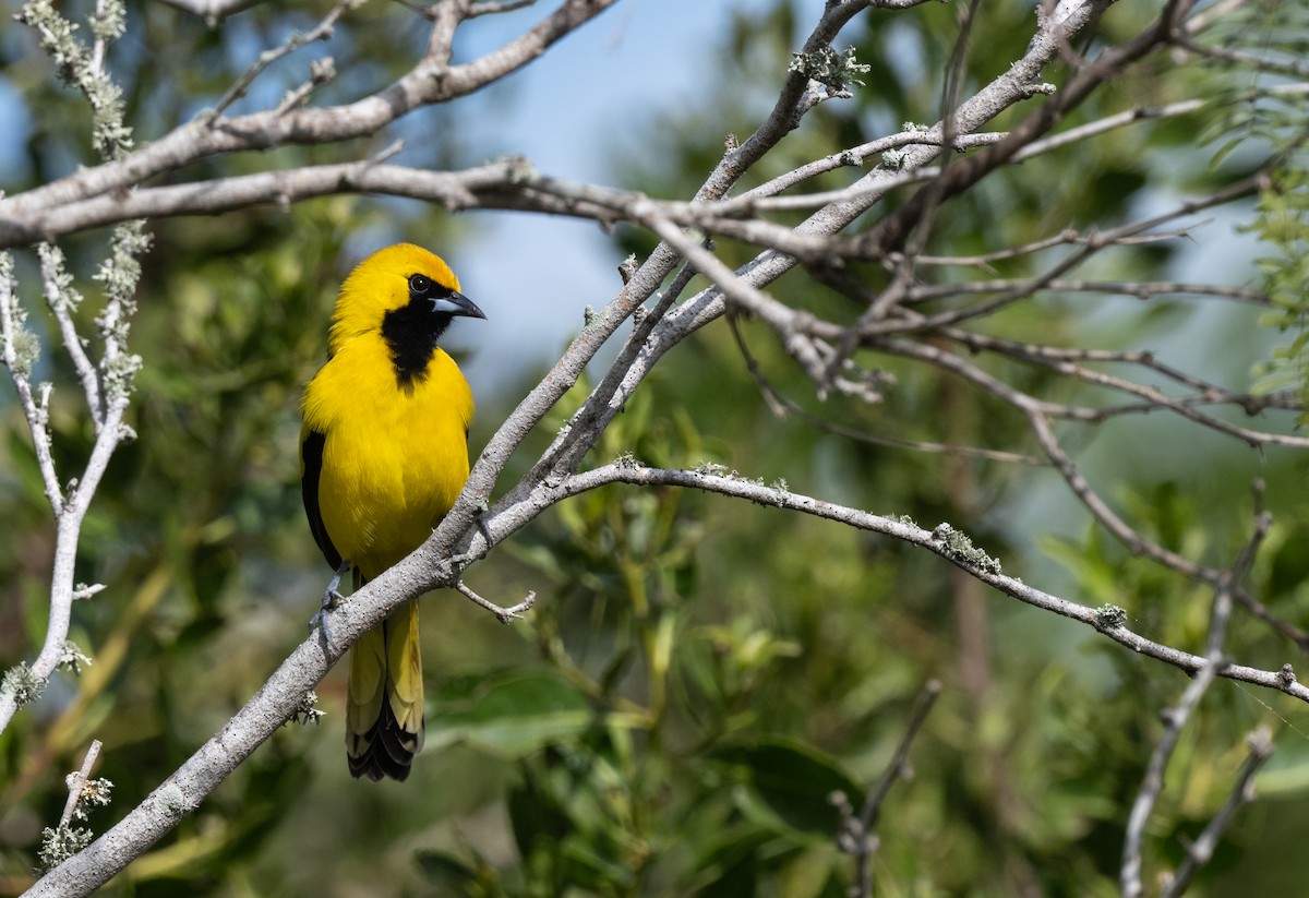 Yellow-tailed Oriole - ML647020484