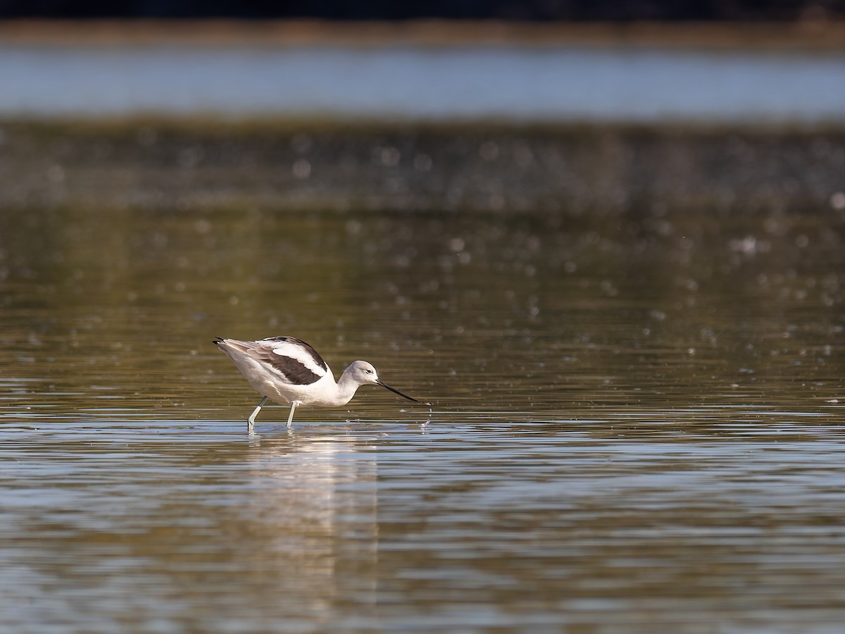 American Avocet - ML647020494