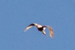 Кульон американський - ML647020497