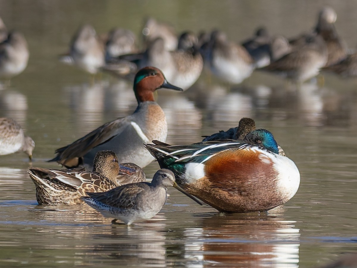 Long-billed Dowitcher - ML647020500