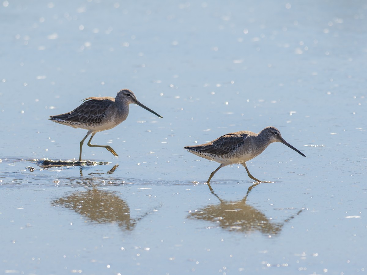 Long-billed Dowitcher - ML647020501