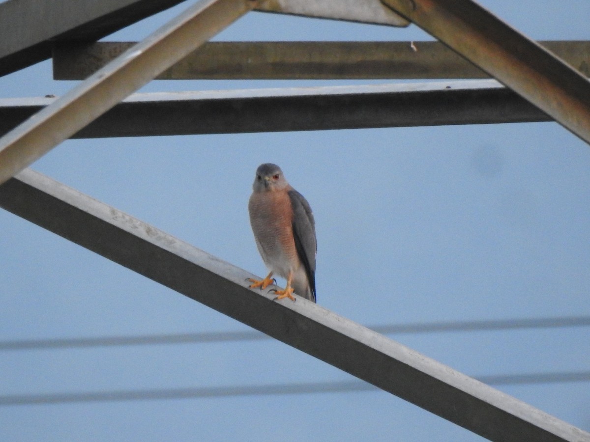 Shikra - ML647020502