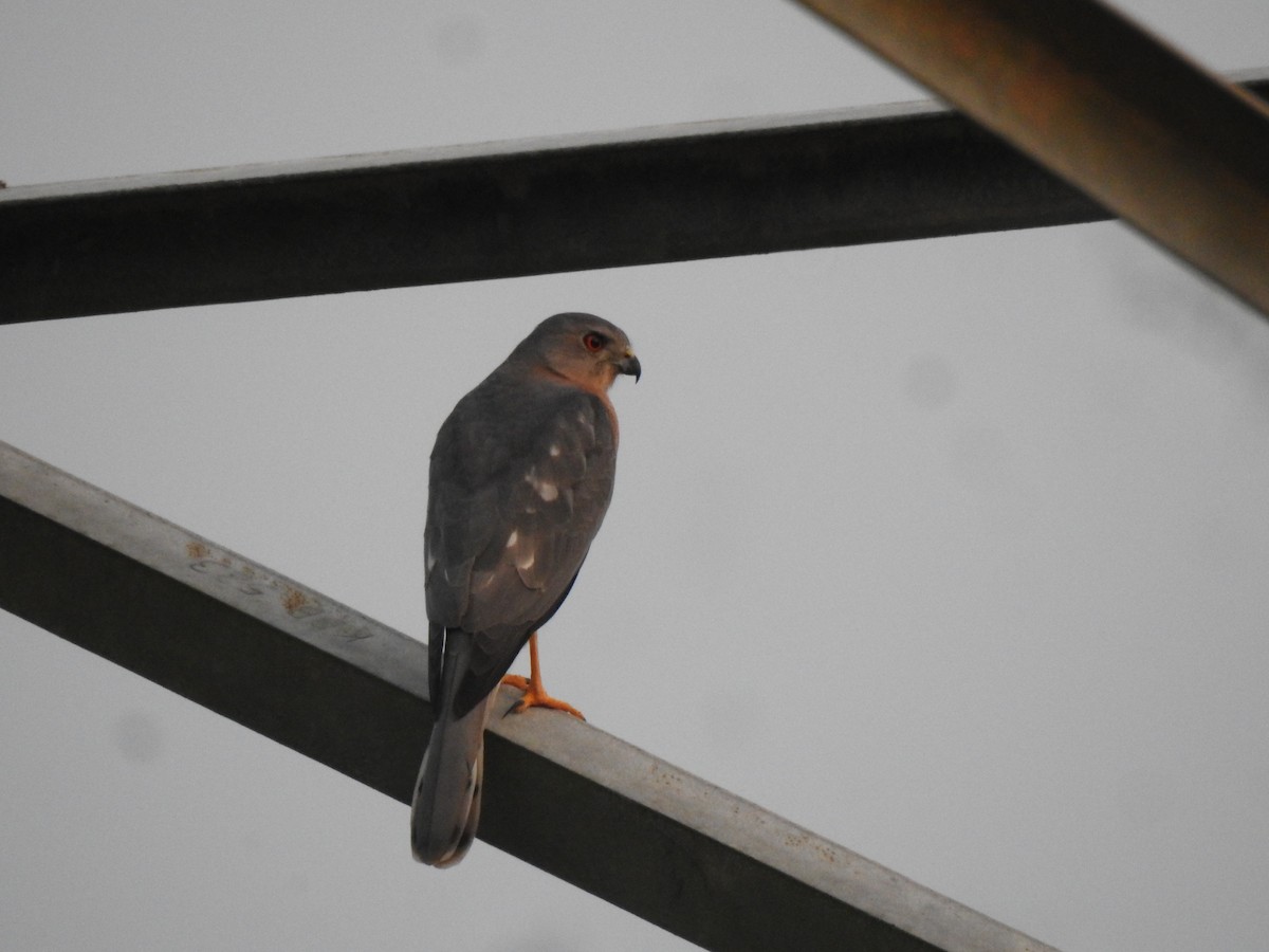 Shikra - ML647020514