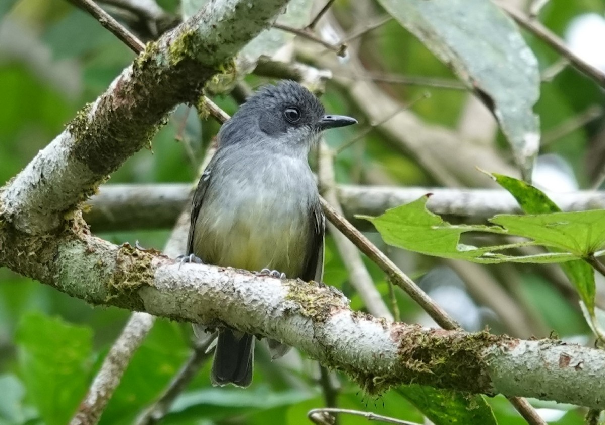 Plain Antvireo - ML647020519
