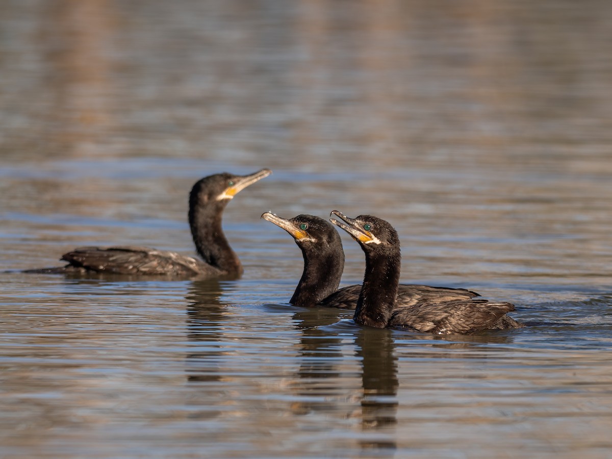 Neotropic Cormorant - ML647020520