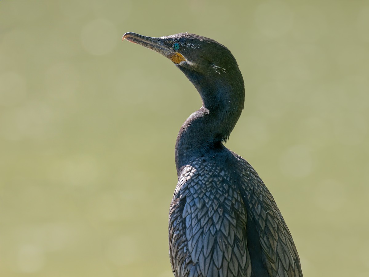 Neotropic Cormorant - ML647020521