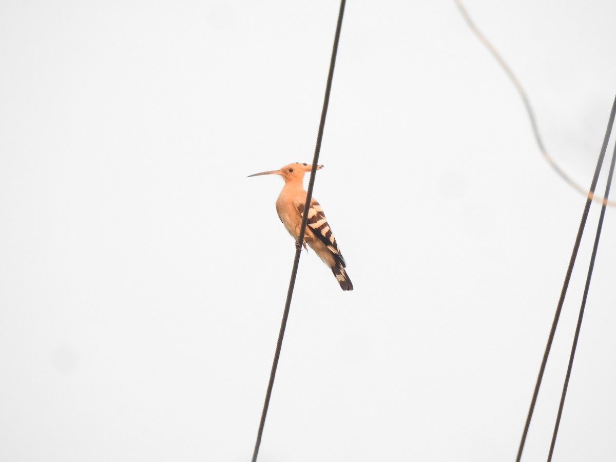 Common Hoopoe - ML647020524