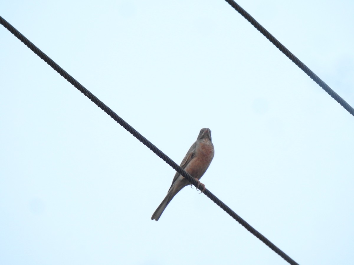 Gray-necked Bunting - ML647020532