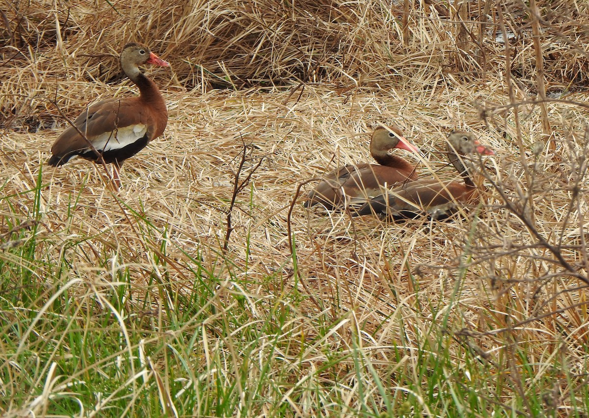 Zuhaitz-ahate mokogorria - ML647020534