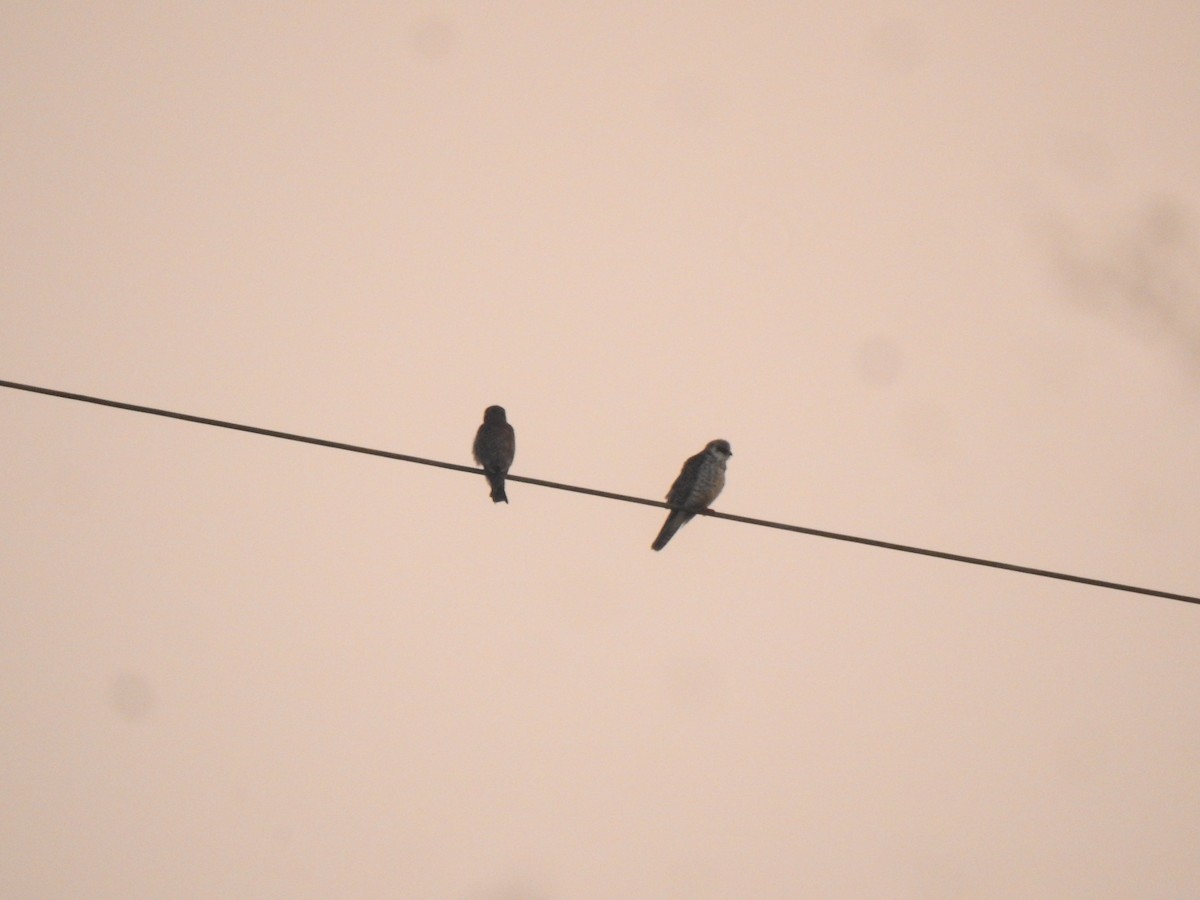 Amur Falcon - ML647020535