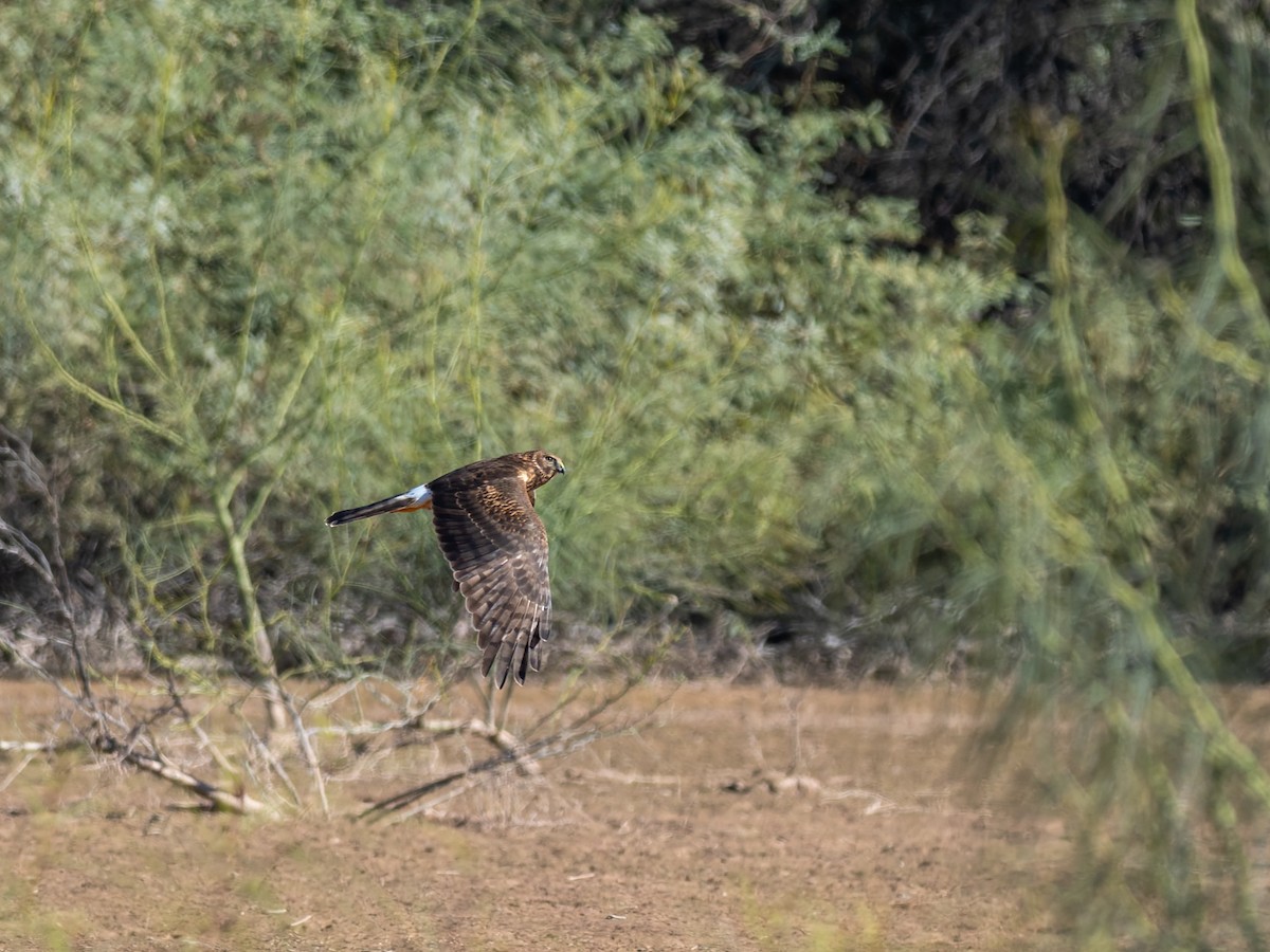 Northern Harrier - ML647020536