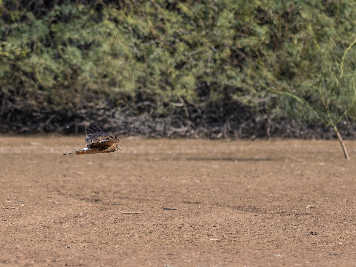 Northern Harrier - ML647020537