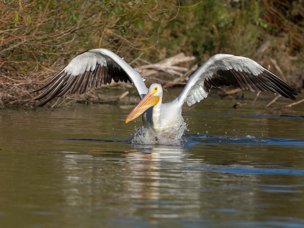American White Pelican - ML647020546