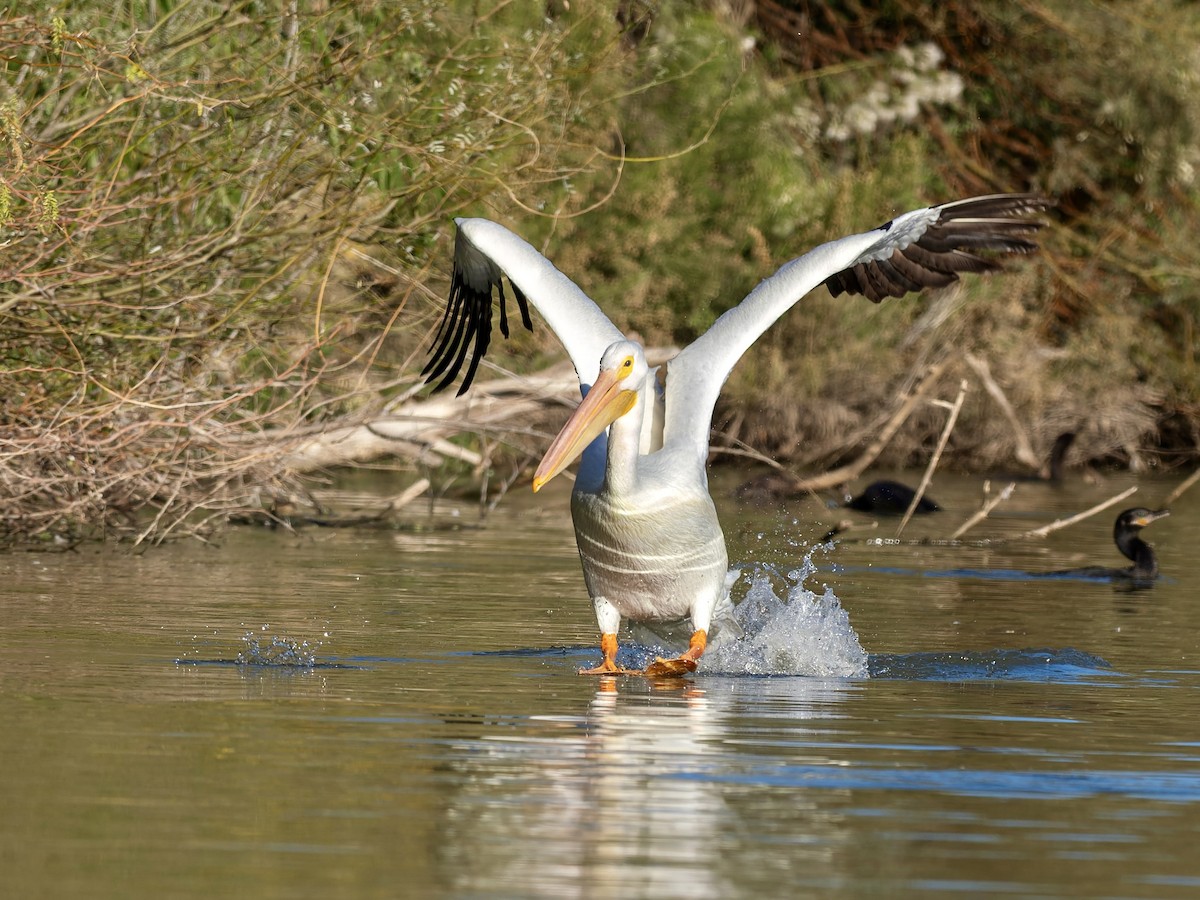 American White Pelican - ML647020547
