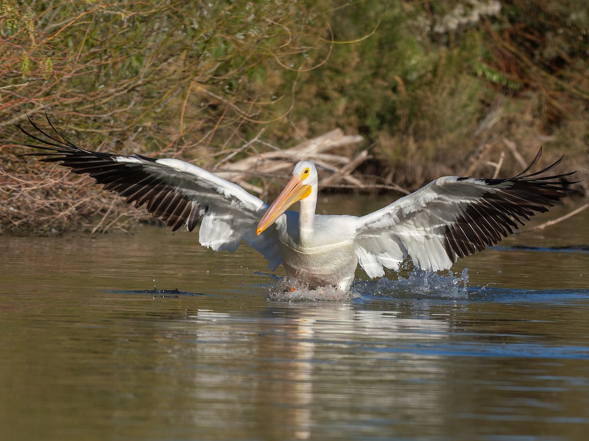 American White Pelican - ML647020548