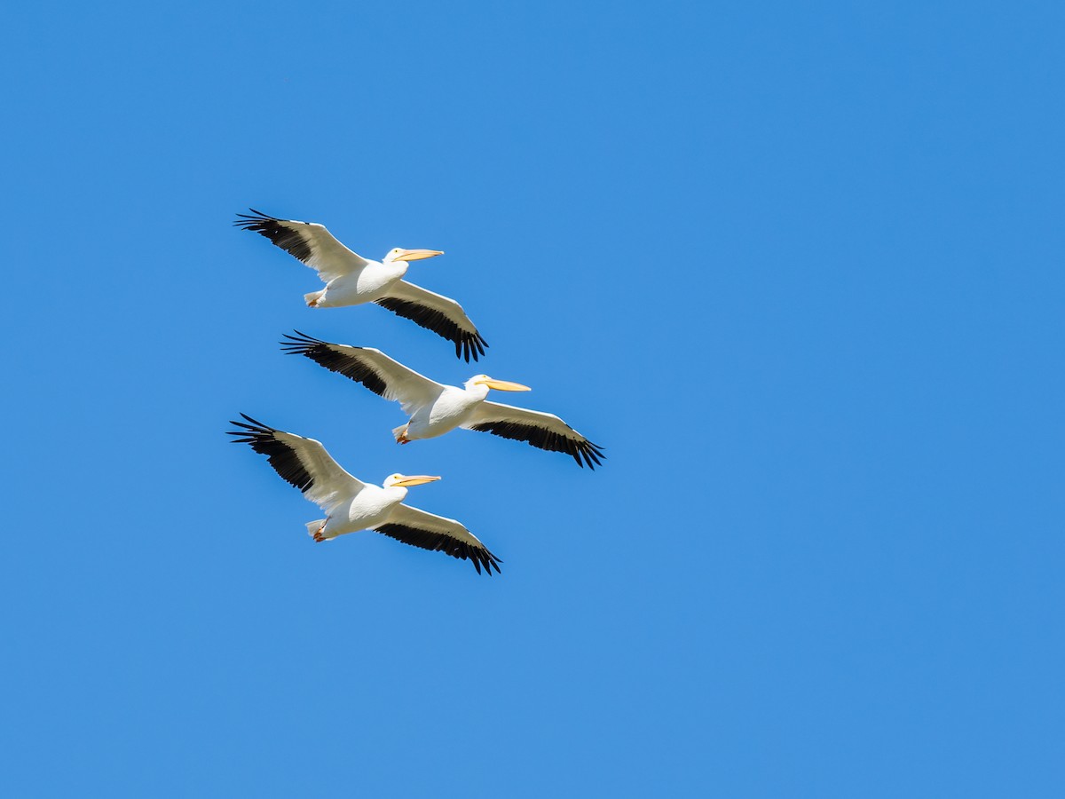 American White Pelican - ML647020550
