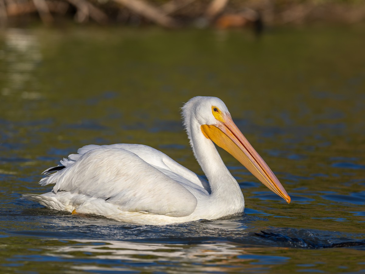 American White Pelican - ML647020551